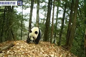频频“偶遇”！陕西大熊猫野外种群由109只增至345只图片