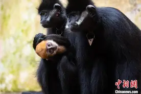 广西梧州：人工饲养繁殖的第八代黑叶猴成功存活图片