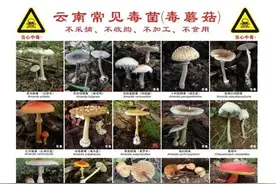 吃菌要小心！云南省卫生健康委发布预防野生菌中毒预警公告图片