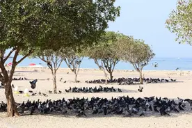全球罕见热浪：加拿大西部热死人数骤增，科威特超70℃图片