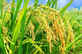 东莞道滘首次引进早熟杂交水稻，目前收割在即图片