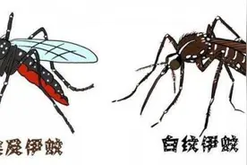 广西疾控中心发布提示：警惕这个物种的危害性图片