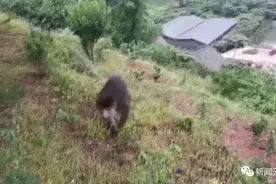 乐山这里“猴出没”，​胆大不怯生，抱住人腿不撒手图片