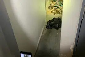 新加坡公寓惊现大蟒蛇，徒手生捕现场图片