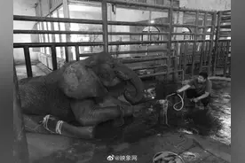 郑州市动物园大象“非非”医治无效去世图片