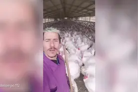 一呼百应！西班牙一农民分享养殖场数百只火鸡模仿自己“说话”图片