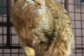 大熊猫被降级！外交部：好消息图片