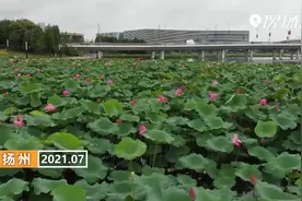 扬州：梅雨淅淅荷花开视频封面