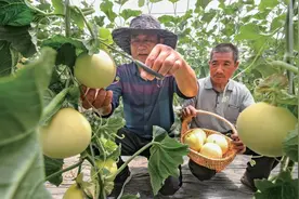 “阎良甜瓜”甜了谁的舌尖？图片