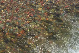 湟鱼，在河水中逆流而上图片