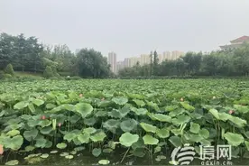 青岛公交线路加大运力投放 搭载乘客欣赏映日荷花图片