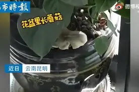 昆明一办公室内长出有毒蘑菇，上热搜！职员：浇水的时候发现的图片