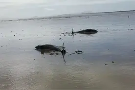 搁浅瓜头鲸救援72小时全记录：终将回归自然图片
