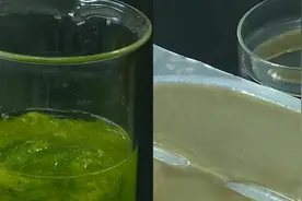 入侵青岛的浒苔可做面膜