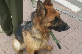 54只淘汰警犬半天内卖光，最高拍卖价33万元，买犬者不得弃养图片