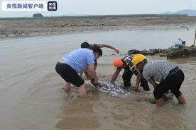 两条海豚在宁波市宁海县西店镇滩涂搁浅 现已放生大海图片