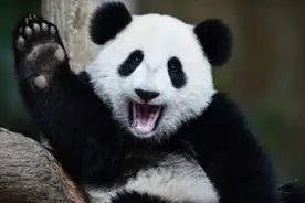 大熊猫：我被迫降级了，你们还爱我吗？图片