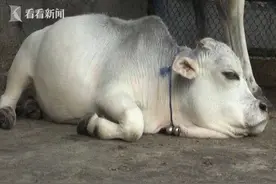 可爱！孟加拉国“袖珍”奶牛成当地网红图片
