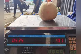 四川威远千亩皮球桃迎丰收 大果超1斤重视频封面