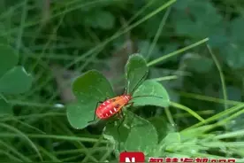 密密麻麻！福州街头大量涌现，市民担心：这有毒吗？图片