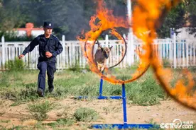内蒙古：高温警犬“练兵”忙图片