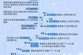 400多天跋涉500公里，象群“断鼻家族”为何徘徊在外？图片