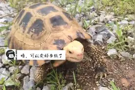 云南民警路边救助“大龟”，一查竟是国家一级保护动物图片
