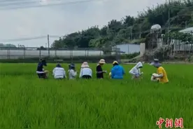 和嫦娥五号去过月球的水稻种子丰收了！啥时候能吃上？图片