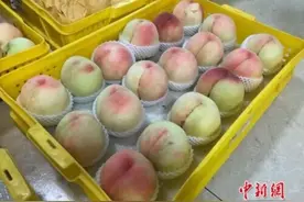 啥桃啊？卖128块钱一个图片