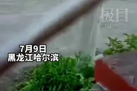 哈尔滨一地疑似狼群出没，进屯咬食狗图片