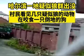 哈尔滨一地疑似狼群出没，进屯咬食狗图片