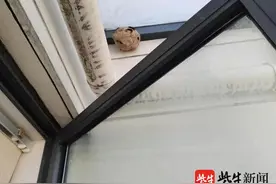 17楼家中惊现巨大马蜂窝，比篮球还大！消防队员也称罕见图片