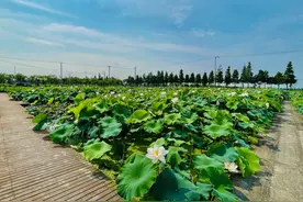 魔都荷花多好看？到荷花基地、古典园林、郊野公园去看看图片