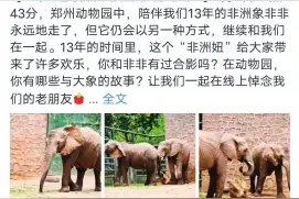 数万网友追思大象非非 早上找不到“发小”雄象豫豫大声鸣叫图片