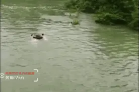 刚炒完菜厨师纵身跳河，食客摔碗跟上，急流中两人干了件大事图片