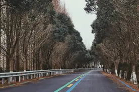 沿着盐城海堤寻鹿图片