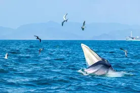 “小布”逛吃大鹏湾、瓜头鲸搁浅台州让人揪心……其实我们和鲸鱼的故事已经绵延几千年图片