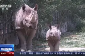黑犀牛宝宝首次亮相！来对着镜头打个招呼图片