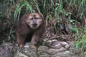 猕猴、藏酋猴现身惠东！广东唯一现存记录两种野生灵长类之地图片