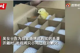 自家开了烧烤店，女子网购毛蛋孵出小鸡：很惊喜，会一直养下去图片