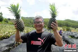 在闽台商成功试种台湾凤梨 喜迎丰收季图片