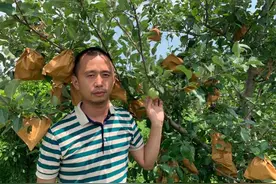 苹果只产于北方？上海青浦就有大片苹果园，“园长”竟是个来自广东的大厨图片