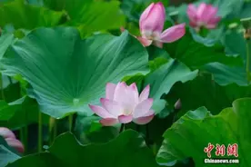 今日入伏图片
