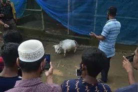 不顾疫情封锁，上万孟加拉国人去看一头牛图片