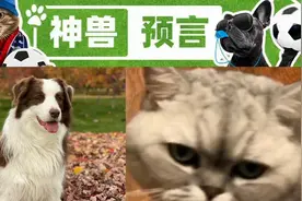 欧洲杯神兽预言D23：最终决，猫狗选择了不同阵营，这就很有意思了图片