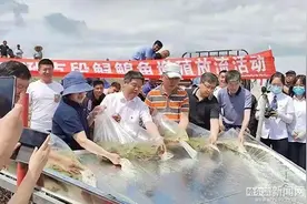 黑龙江省加大鲟鳇鱼增殖放流，助力生态环境修复图片