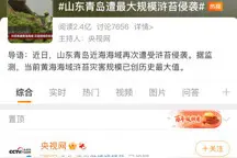 山东青岛遭最大规模浒苔侵袭！靠打捞、靠吃，能解决问题么？图片