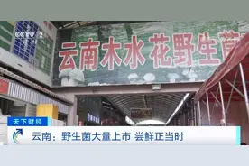 “虽然它有毒，但很鲜美”论云南人对野生菌能有多执着图片