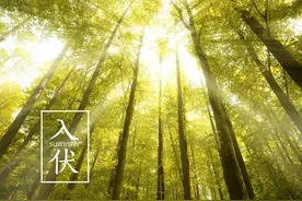 今日入伏｜今年的伏天又很长图片