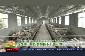 走进乡村看小康丨湖羊肉怎么这么好吃！跟着羊倌儿看看“羊村”的“巴适”生活图片